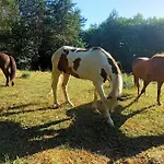 アパート Horse Whispering Ranch Apartma イリルスカ・ビストリツァ