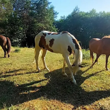 アパート Horse Whispering Ranch Apartma イリルスカ・ビストリツァ