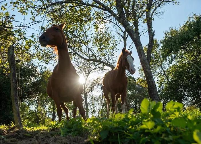 Horse Whispering Ranch Apartma * イリルスカ・ビストリツァ