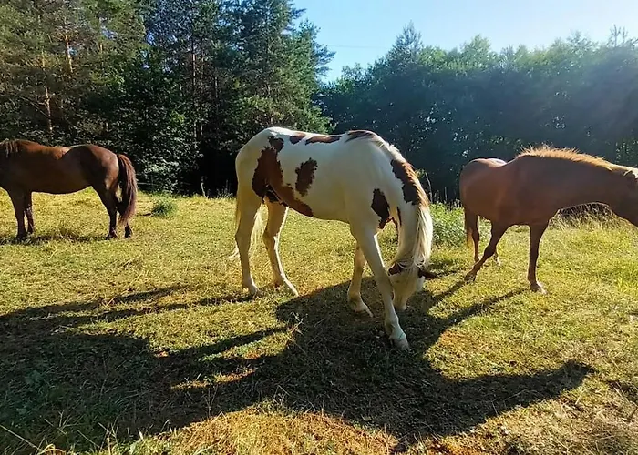 アパート Horse Whispering Ranch Apartma イリルスカ・ビストリツァ